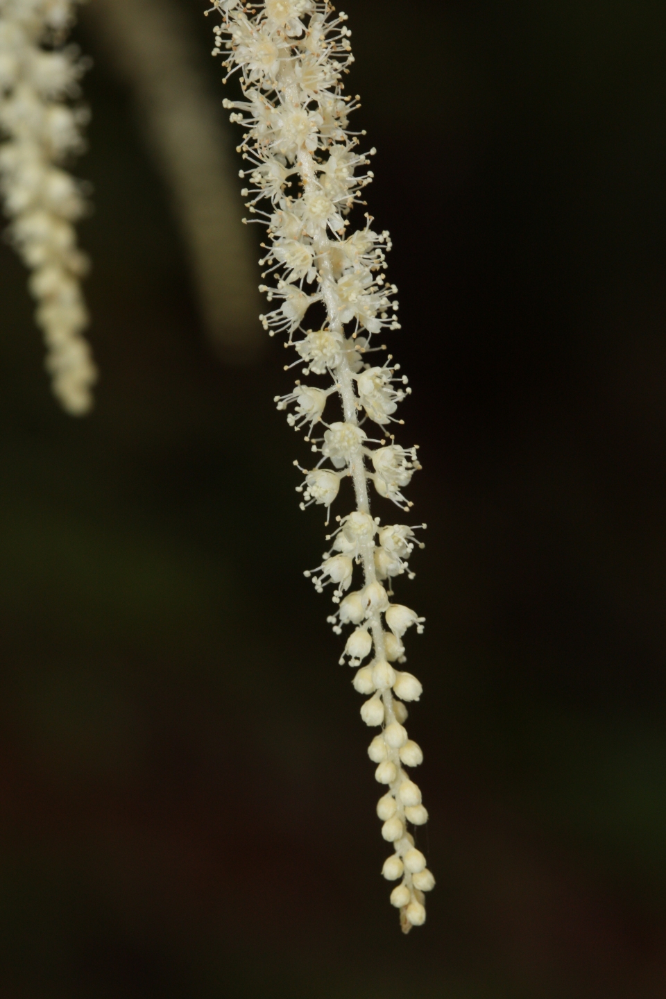 Aruncus dioicus