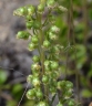 Artemisia carruthii