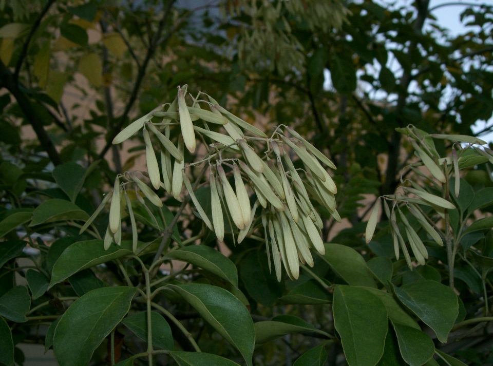 Fraxinus griffithii