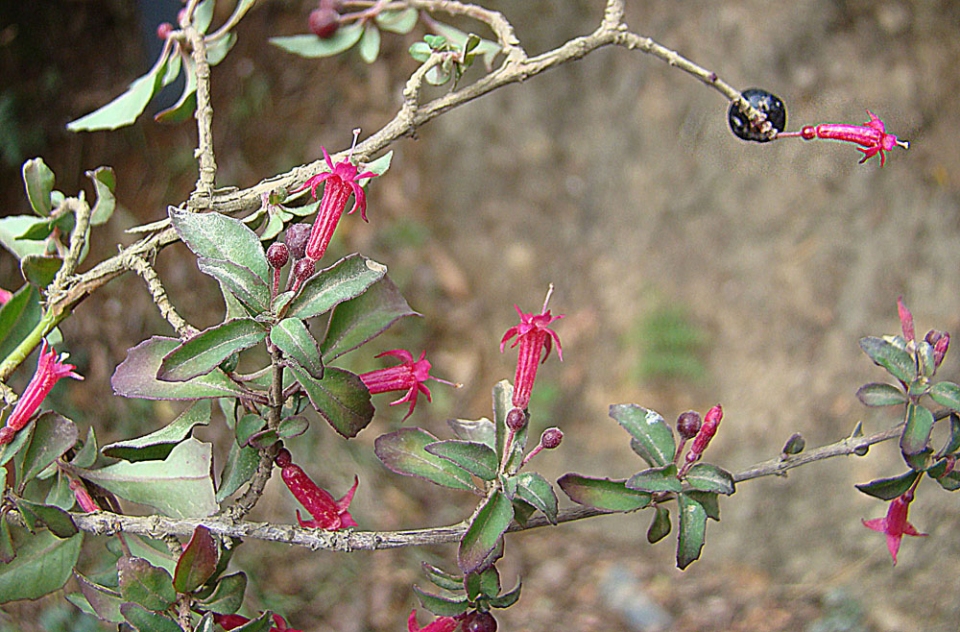 Fuchsia microphylla