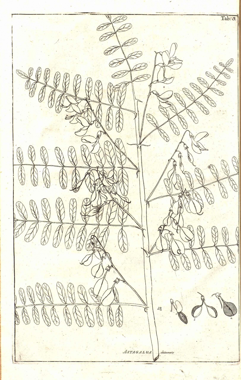 Astragalus chinensis