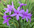 Tulbaghia violacea