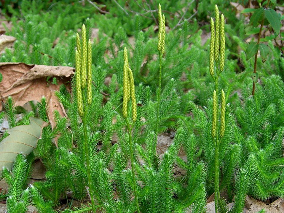 Lycopodium clavatum