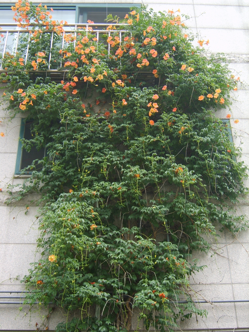 Campsis grandiflora