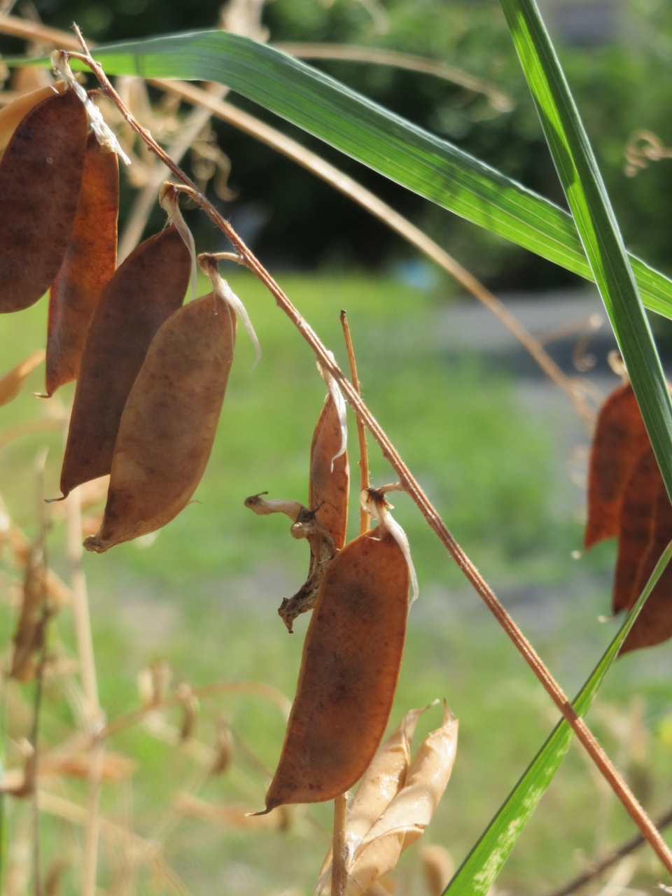 Vicia cracca