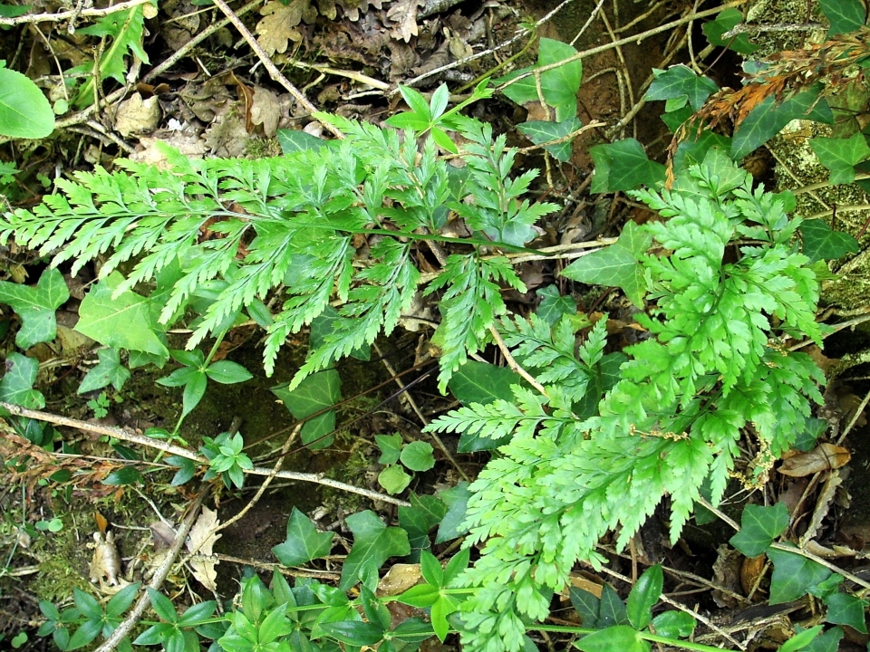 Asplenium adiantum-nigrum