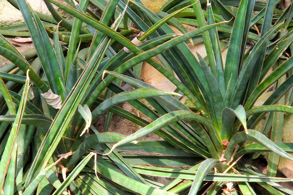 Sansevieria aethiopica