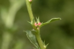 Amaranthus albus