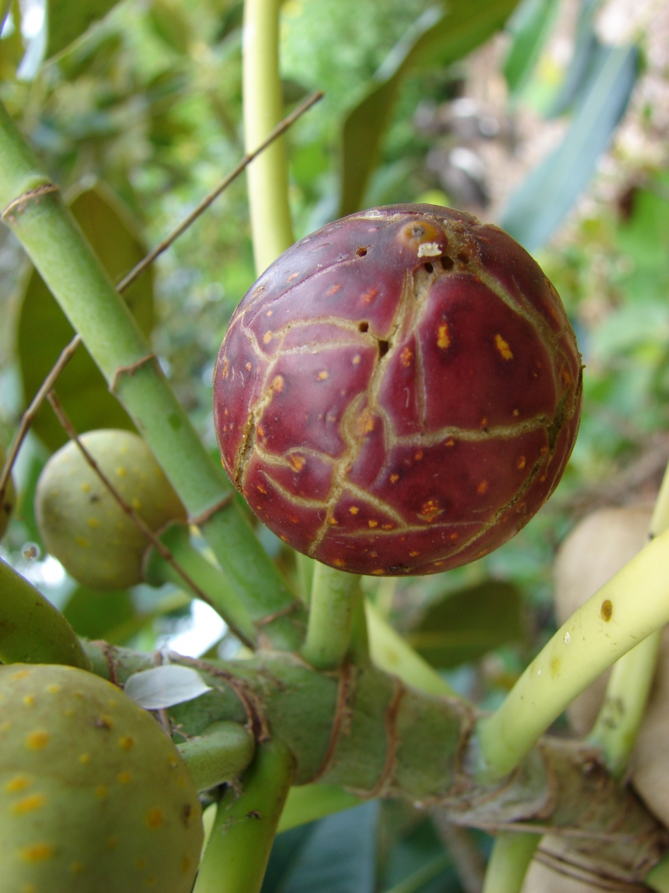 Ficus macrophylla