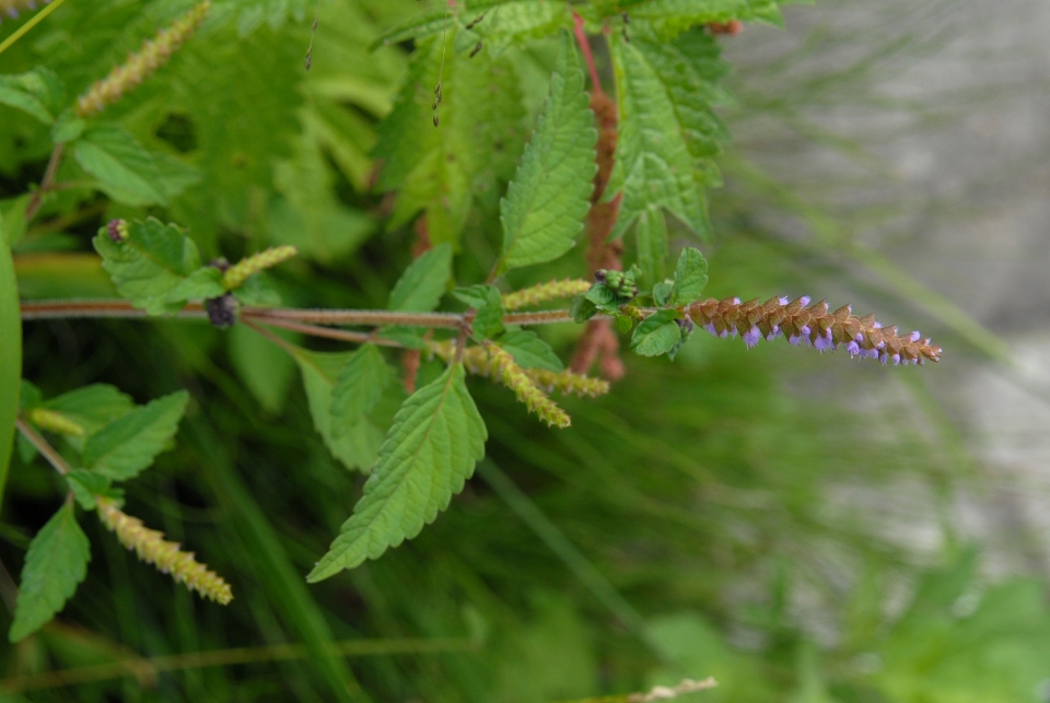 Elsholtzia ciliata