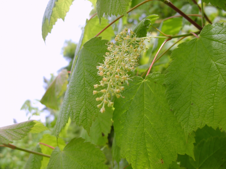 Acer spicatum