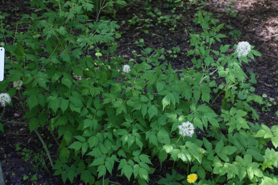 Actaea spicata