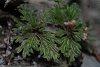 Selaginella tamariscina