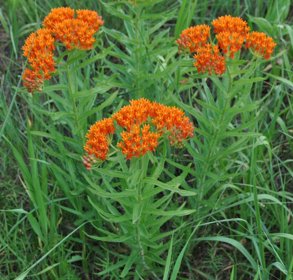 Asclepias tuberosa