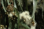 Angophora costata