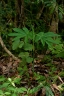 Arisaema heterophyllum