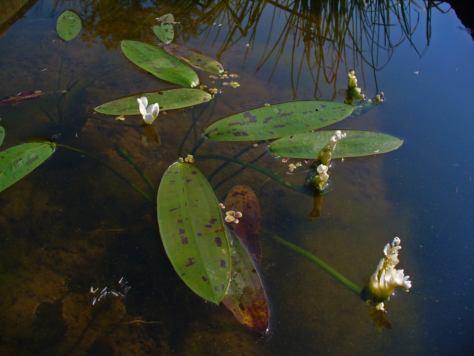 Aponogeton distachyos