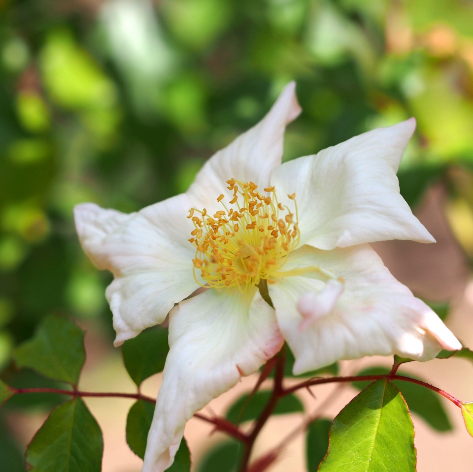 Rosa gigantea