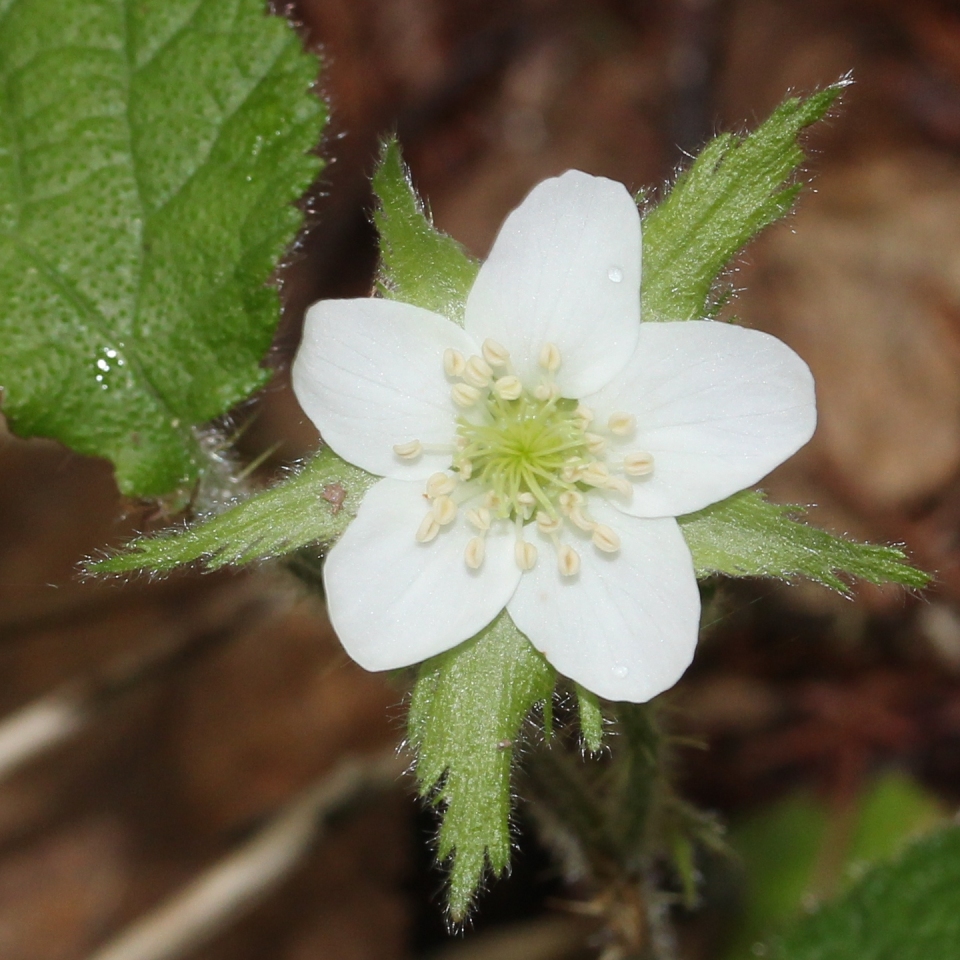 Rubus pectinellus