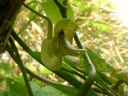 Aristolochia kaempferi