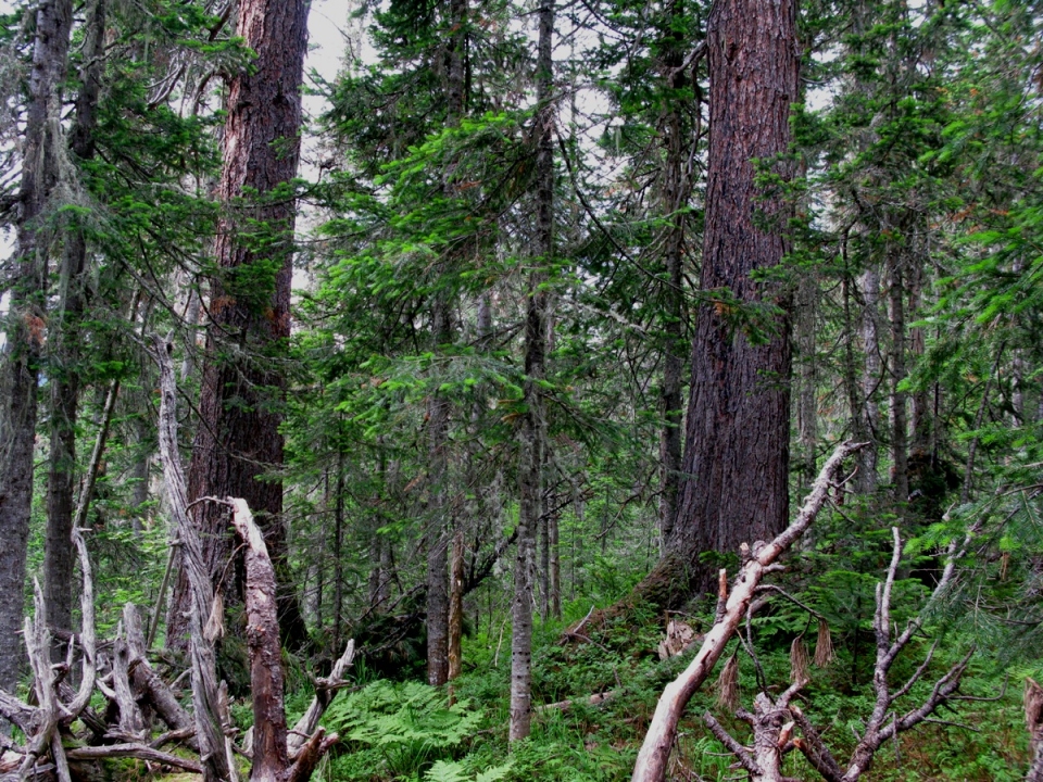 Abies sibirica