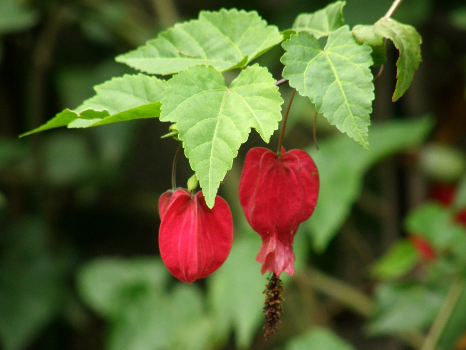 Abutilon megapotamicum