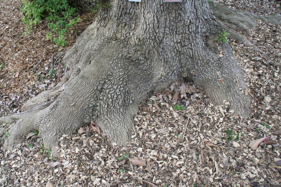 Fraxinus uhdei