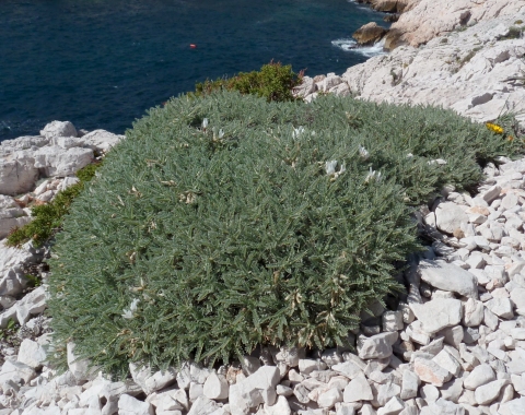 Astragalus tragacantha