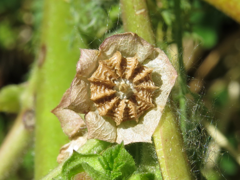 Malva parviflora