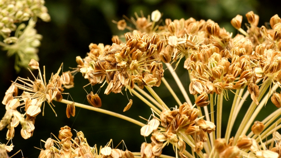 Angelica sylvestris