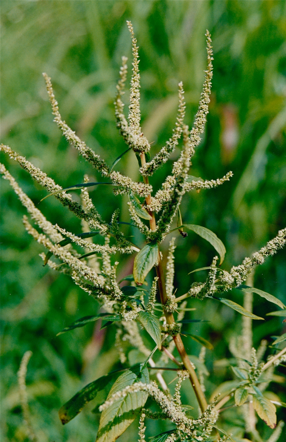 Amaranthus spinosus