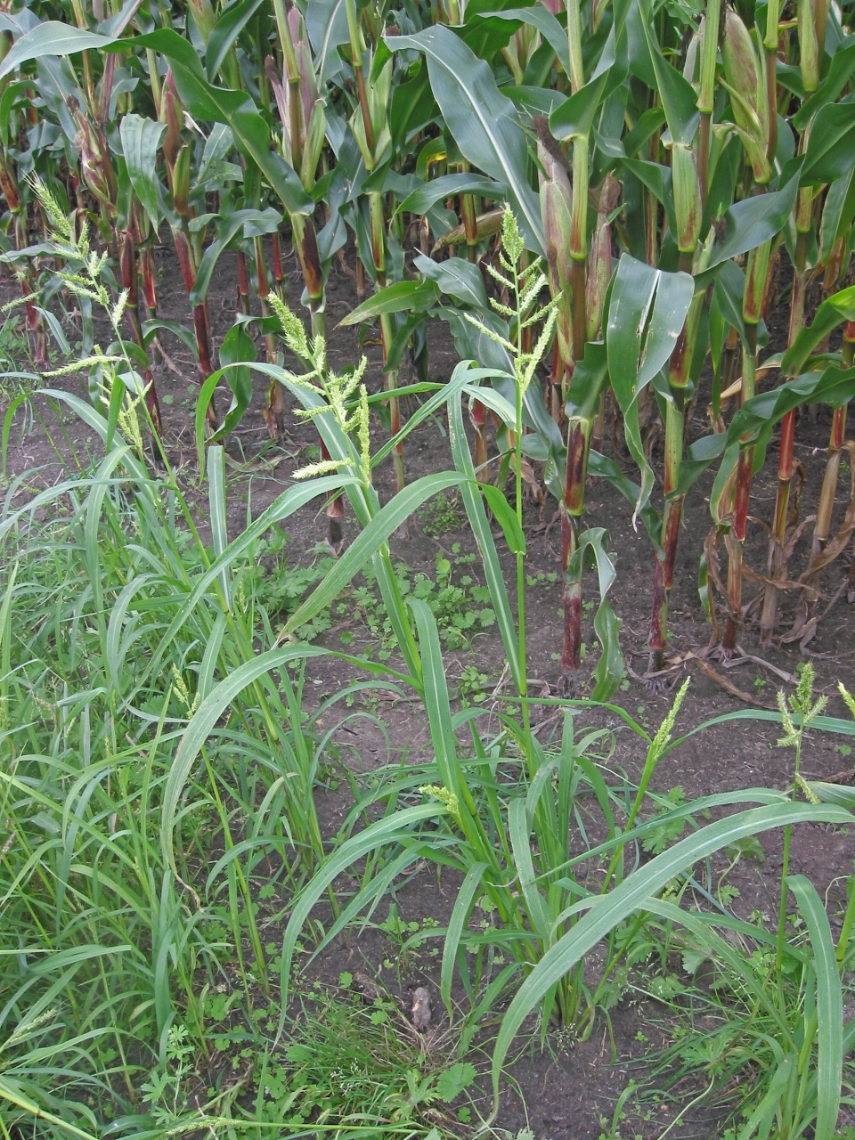 Echinochloa crus-galli