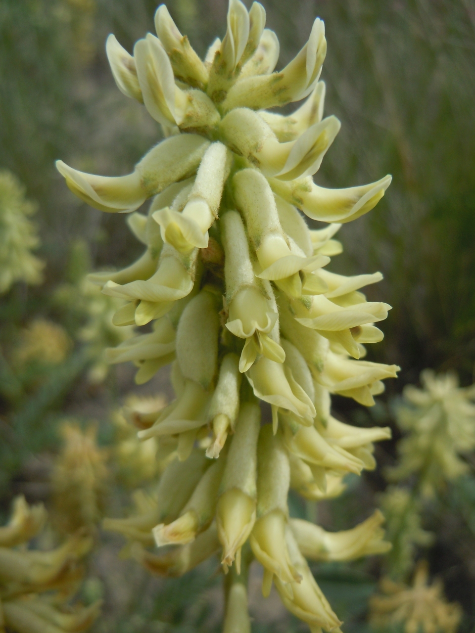 Astragalus canadensis