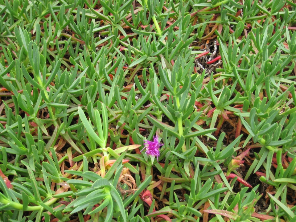 Carpobrotus acinaciformis