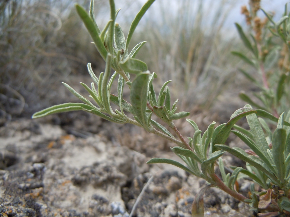 Atriplex gardneri