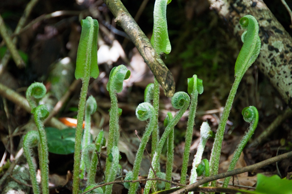 Asplenium scolopendrium