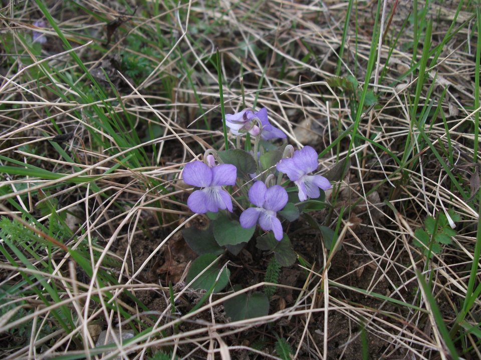 Viola canina