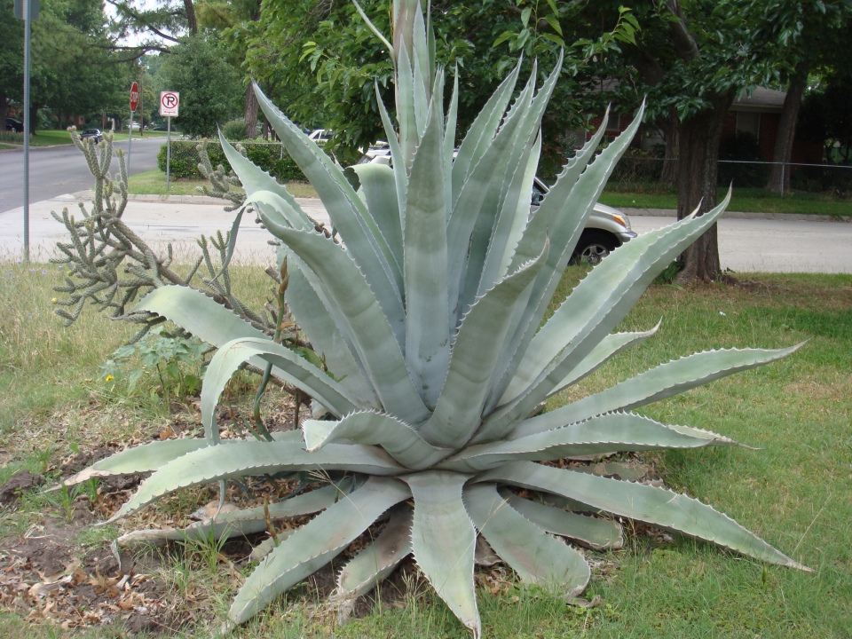 Agave americana