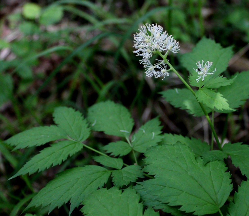 Actaea spicata