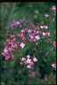 Boronia pinnata