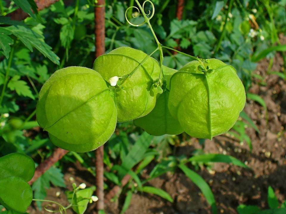 Cardiospermum halicacabum