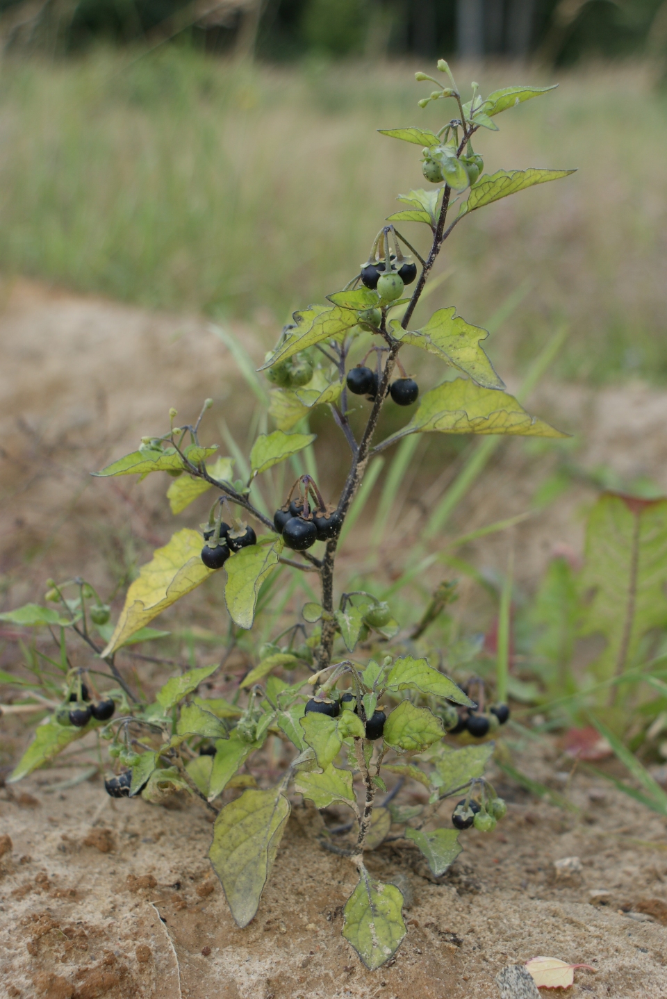 Solanum nigrum