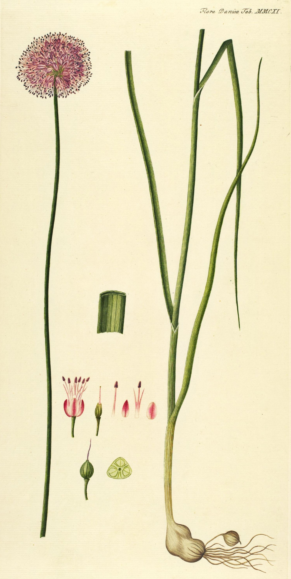 Allium sphaerocephalon