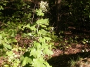 Arnoglossum atriplicifolium