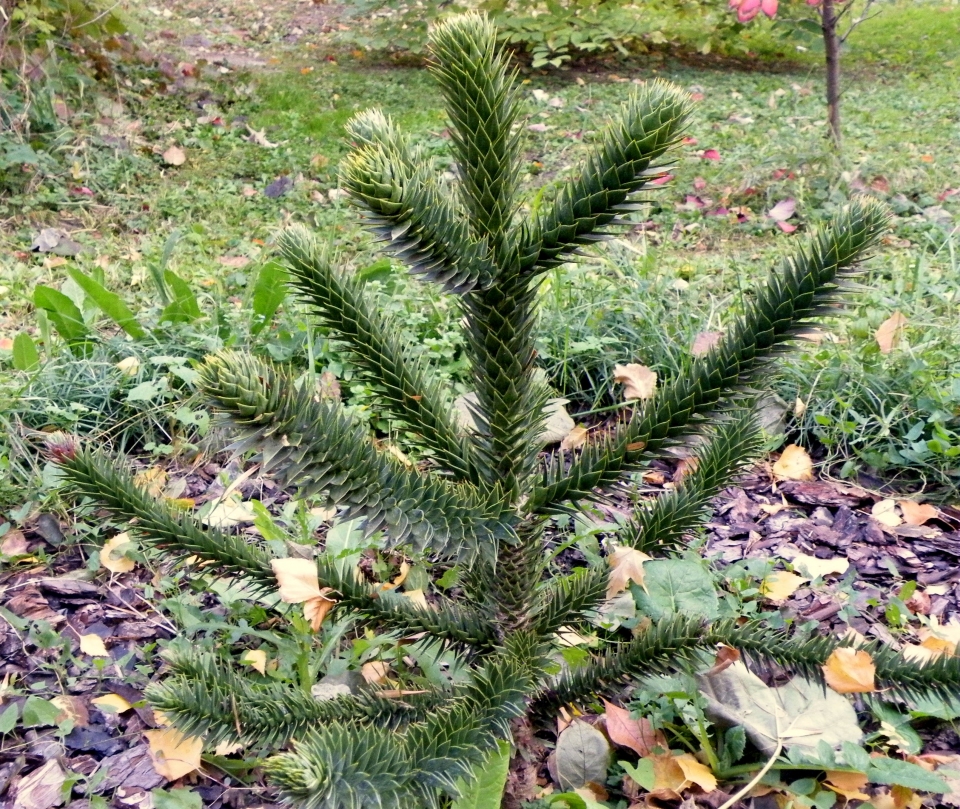 Araucaria araucana