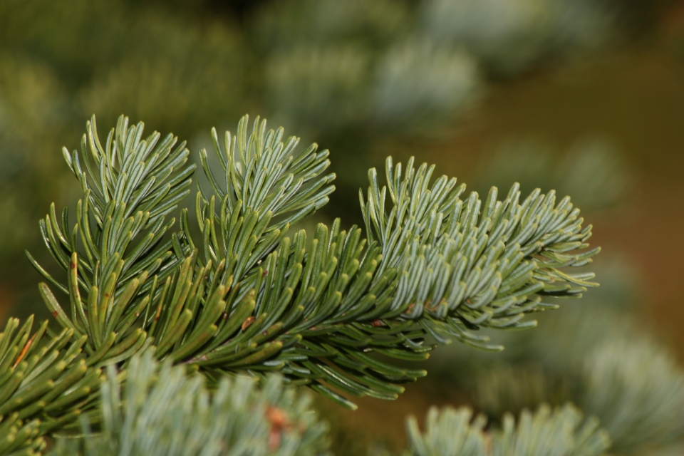 Abies lasiocarpa