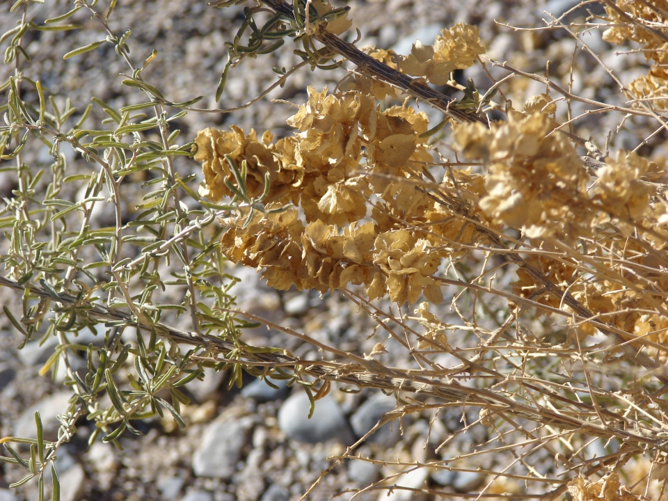 Atriplex lentiformis