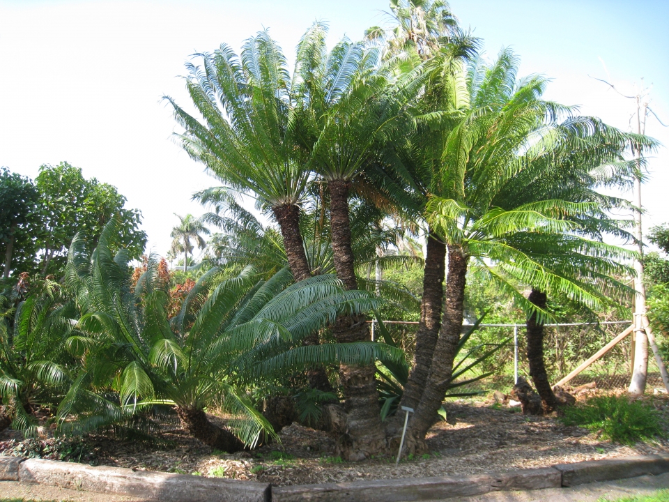 Cycas circinalis