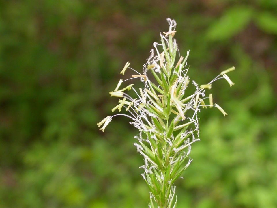 Anthoxanthum odoratum