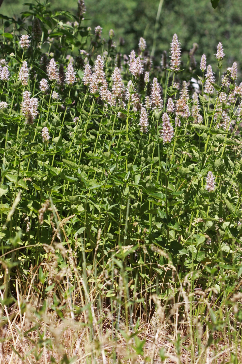 Agastache urticifolia